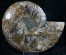 Split Ammonite Half - Crystal Pockets #7809-2